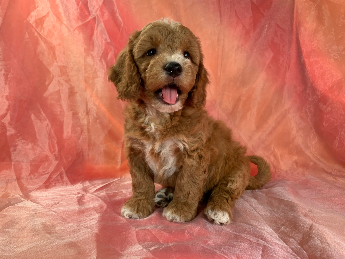 Red Male Bichon Poodle Puppy for Sale, Iowa Breeders, DOB 2-14-22, $1200